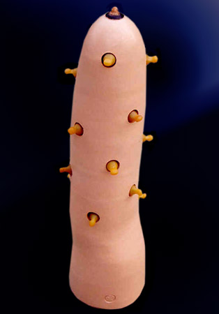 Sexe-Maternit� - JY. Chevilly